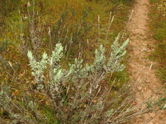 Lavandula