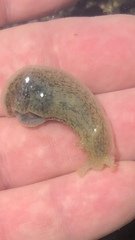 Dolabrifera nicaraguana