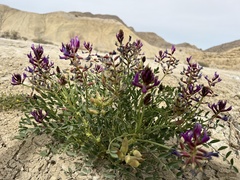 Astragalus crotalariae