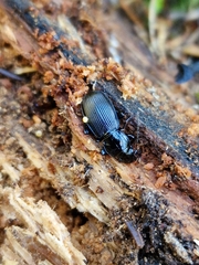 Pterostichus aethiops