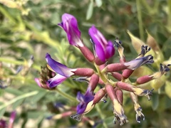 Astragalus crotalariae