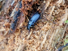 Pterostichus aethiops