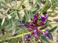 Astragalus crotalariae