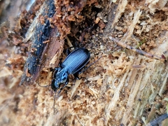 Pterostichus aethiops