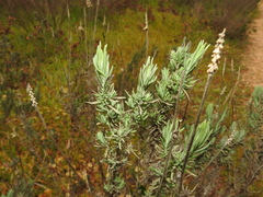 Lavandula