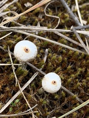 Tulostoma brumale