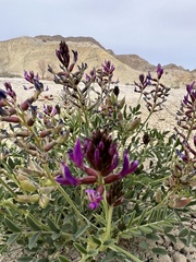 Astragalus crotalariae