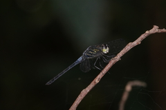 Cratilla lineata