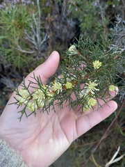 Grevillea paniculata