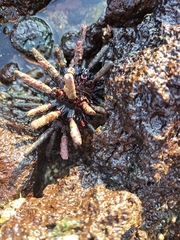 Eucidaris galapagensis