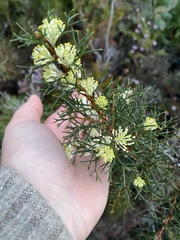 Grevillea paniculata
