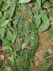 Hymenasplenium pubirhizoma