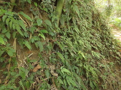 Hymenasplenium pubirhizoma