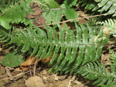 Hymenasplenium pubirhizoma