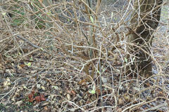 Viburnum lantana