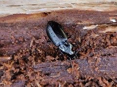 Pterostichus oblongopunctatus