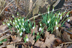 Galanthus nivalis