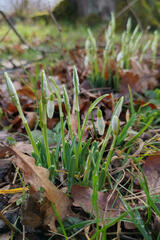 Galanthus nivalis