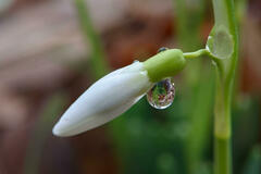 Galanthus nivalis