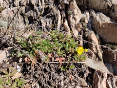 Potentilla verna