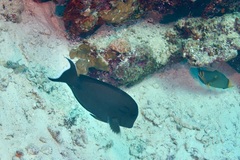 Acanthurus tennentii