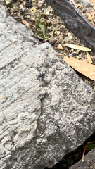 Stenomacra marginella