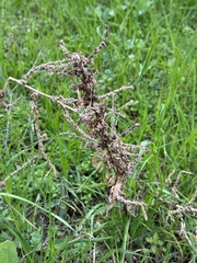 Rumex pseudonatronatus