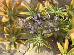 Lupinus arizonicus