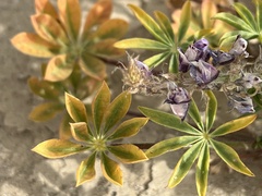 Lupinus arizonicus