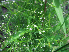 Galium tinctorium