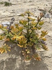 Lupinus arizonicus