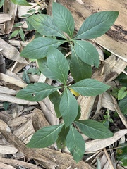 Trichodesma calycosum