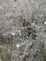 Centaurea solstitialis