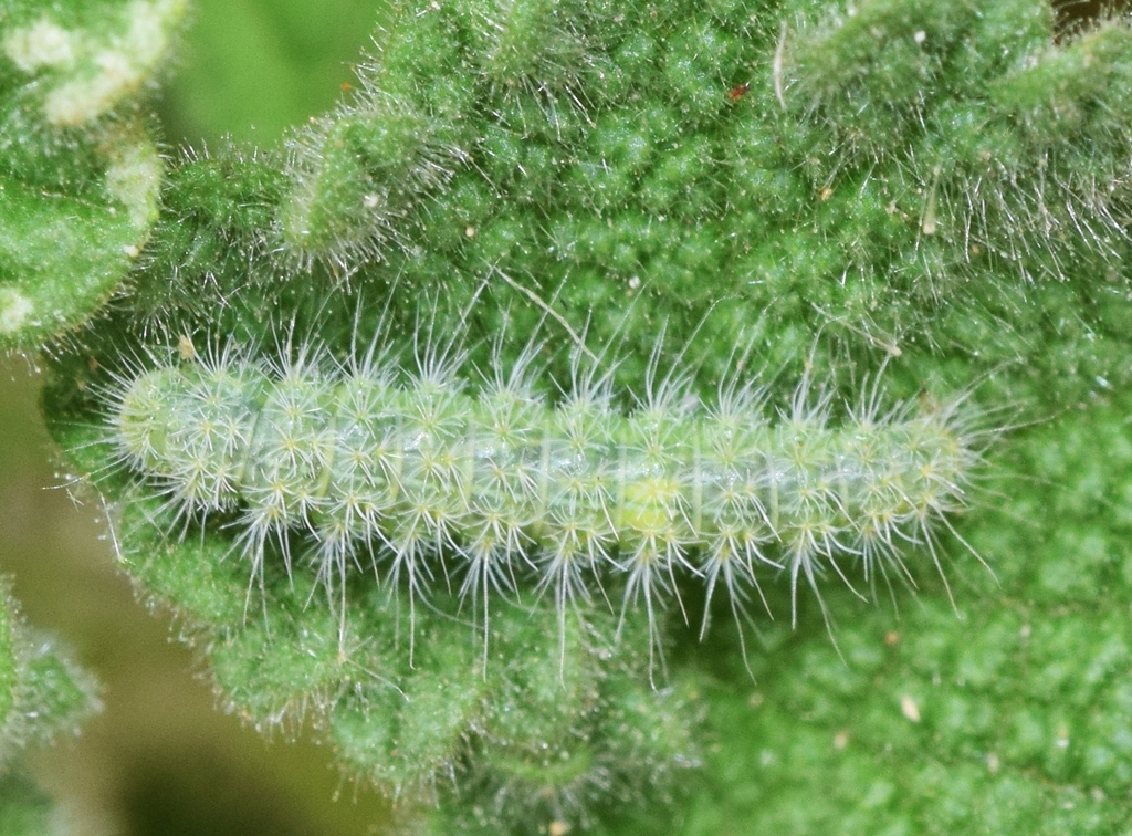 Horehound Plume Moth