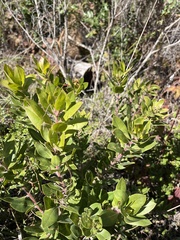Arctostaphylos crustacea