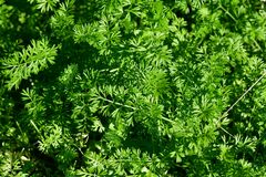 Daucus carota
