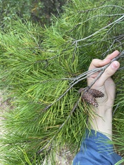 Pinus clausa
