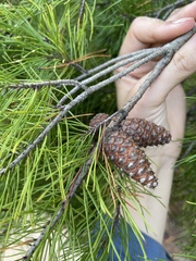 Pinus clausa