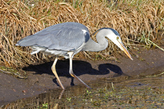 Ardea cinerea