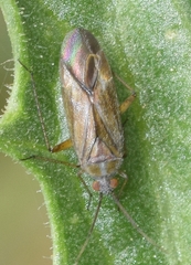 Tinicephalus rubiginosus