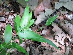 Dichanthelium latifolium
