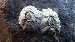 Pyrenocollema halodytes