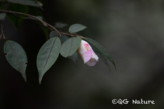 Camellia fraterna