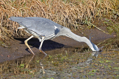 Ardea cinerea