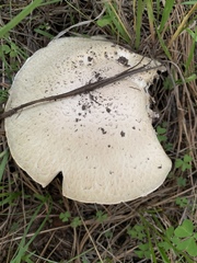 Agaricus didymus
