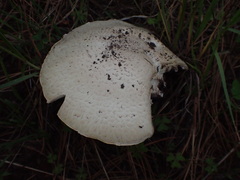 Agaricus didymus