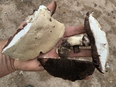 Agaricus didymus