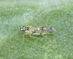 Eupteryx melissae