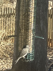 Junco hyemalis