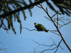 Amazona vinacea